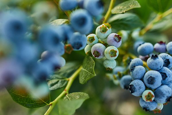 Blueberry Bush On Sunset, Organic Ripe With Succulent Berries, J