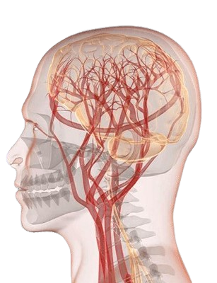 parallax-brain-removebg-preview